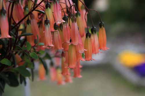 初夏の彩りー エンゼルランプ 濱ちゃんの花日記