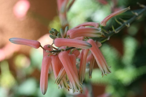 陽春の彩りー アロエ ジュクンダ 濱ちゃんの花日記