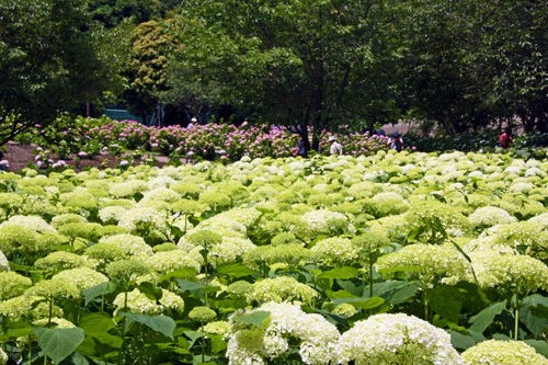 相模原北公園ー 紫陽花フェア２０１４ 濱ちゃんの花日記