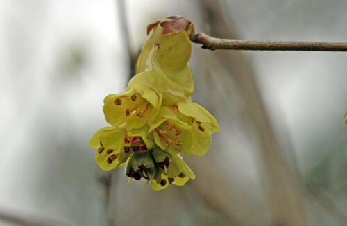 陽春の彩ー 土佐水木 濱ちゃんの花日記