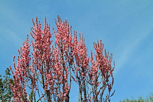 陽春の彩ー 花桃ー照手姫 照手紅 照手白 濱ちゃんの花日記