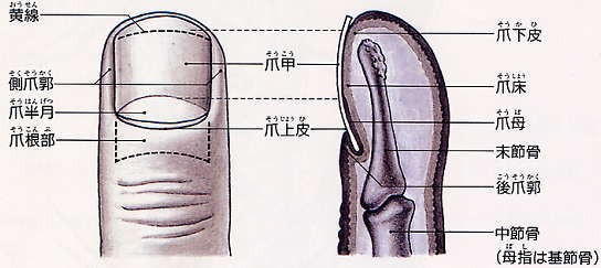 爪を 治す のはアロンアルファで 整形外科医のブログ