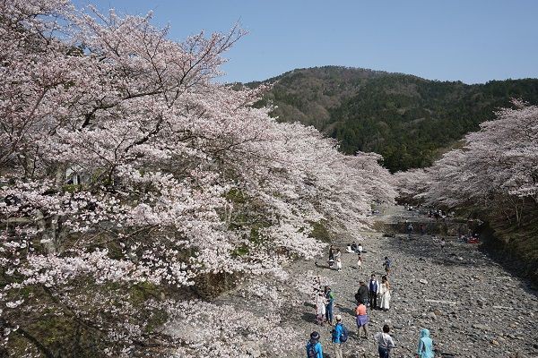 七谷川 やわらぎの道の桜 花や木のある風景