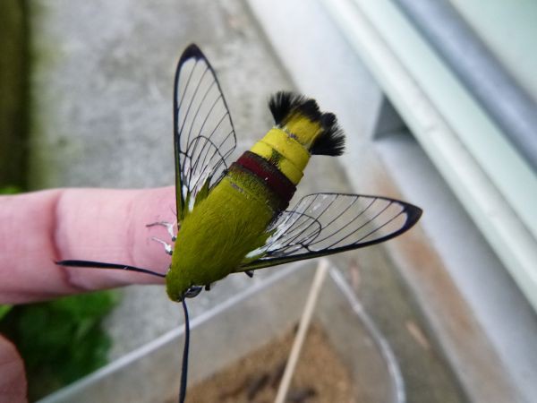 オオスカシバ越冬蛹 相次いで羽化 はみ男の日記 仮