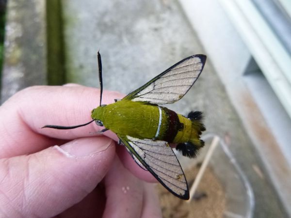 オオスカシバ越冬蛹 相次いで羽化 はみ男の日記 仮