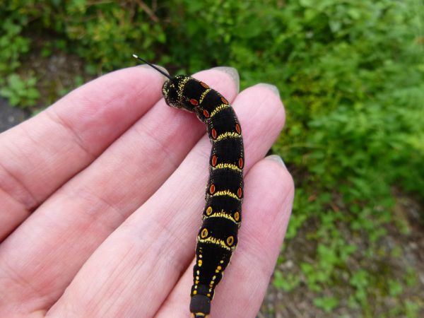 黒い幼虫とヤブガラシの花 はみ男の日記 仮