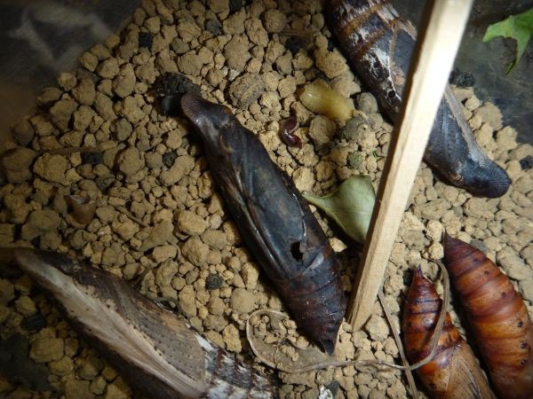 寄生虫 寄生虫シイラ編: 歌魚風月