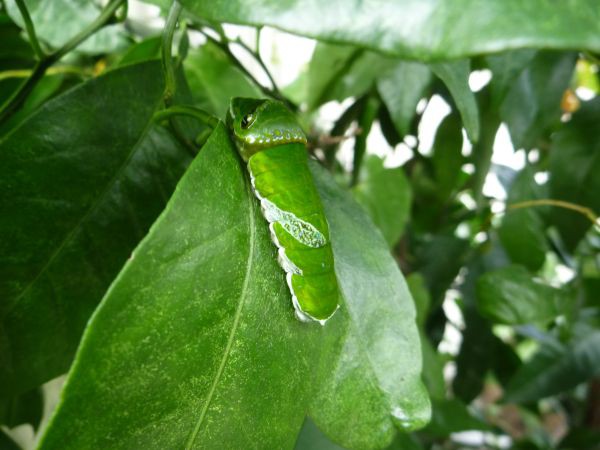 アゲハ幼虫専用みかんの木にいる幼虫の状況c W はみ男の日記 仮