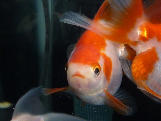 産卵後１日目 ハムオのパキポディウム実生日記