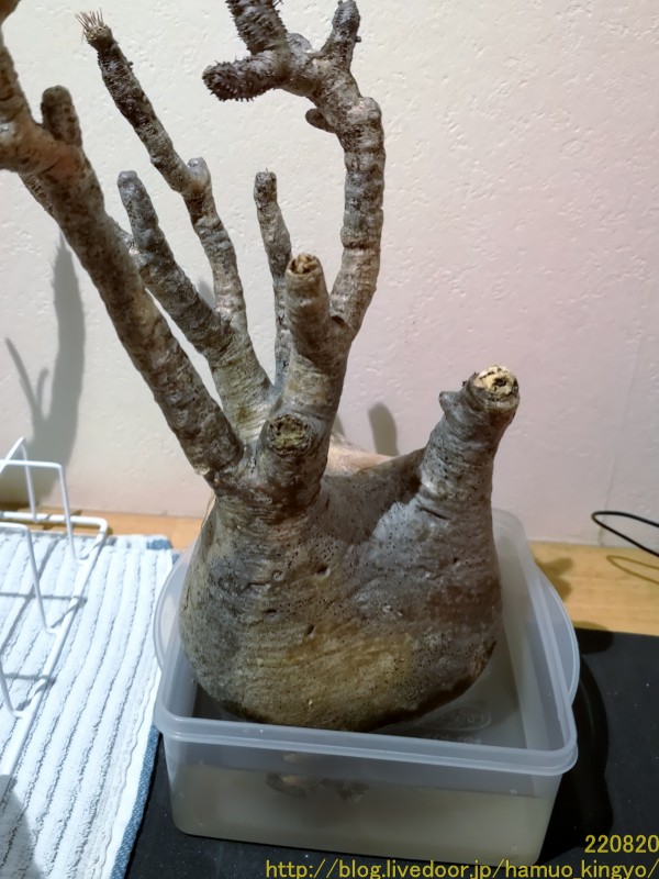 ア*君様 美株 パキポディウム グラキリス 発根管理中 未発根 発根管理中のグラキリスが未だ発根しないので万難を排して土耕