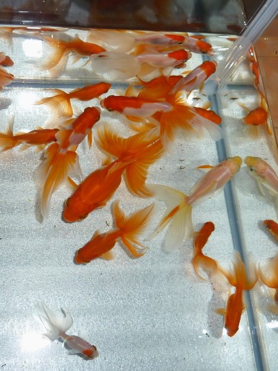 ちびーズ金魚を６０ｃｍロータイプ水槽へ ハムオのパキポディウム実生日記