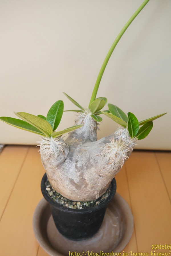 2年待てずに植え替えちゃった．．．（現地球エブレネウム） : ハムオのパキポディウム実生日記