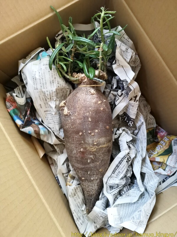 パキポディウム・サキュレンタム（大株）を購入！ : ハムオの