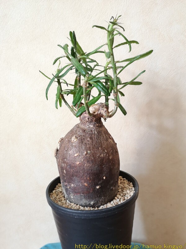 パキポディウム サキュレンタム グリクエンセ　大株美株　高さ53cm 抜き苗 パキポディウム サキュレンタム グリクエンセ 大株美株 高さ53cm