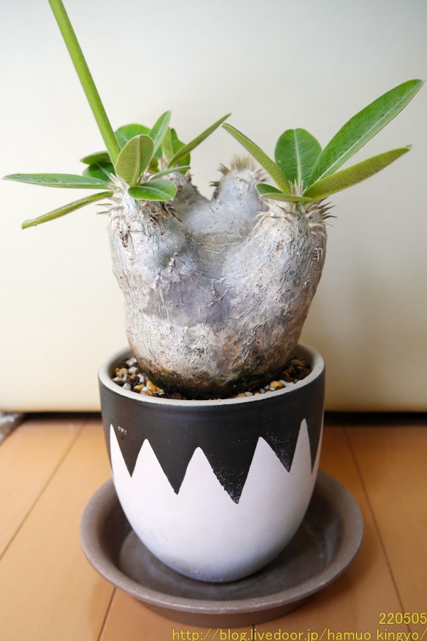 2年待てずに植え替えちゃった．．．（現地球エブレネウム） : ハムオの