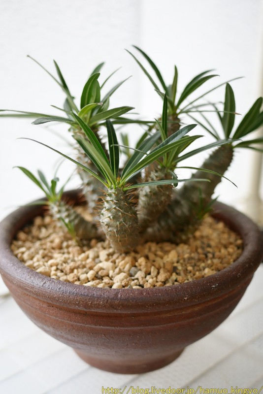 タコ？グラキリス植え替え : ハムオのパキポディウム実生日記