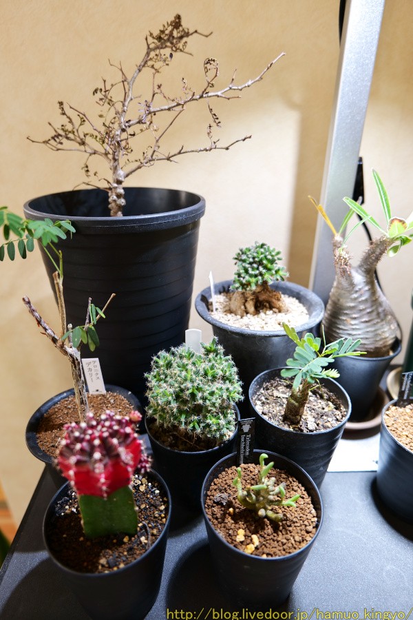 今年（2021年）購入した塊根植物たちとアマテラス！（LED） : ハムオの