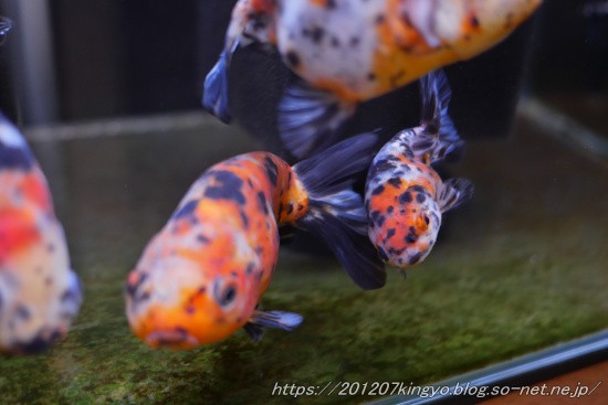 おチビでも気は強い ハムオの金魚 パキポ日記