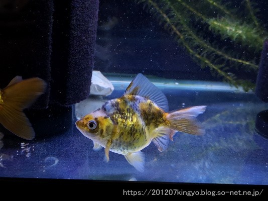 現在のお気に入り金魚 ハムオの金魚 パキポ日記