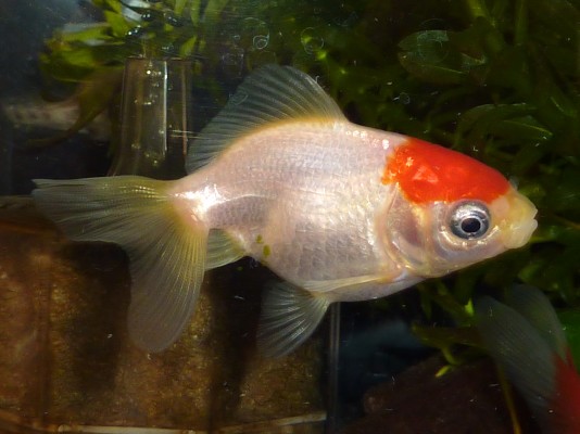 丸手の金魚飼育は難しい 孵化後約３ヶ月 ハムオの金魚 パキポ日記