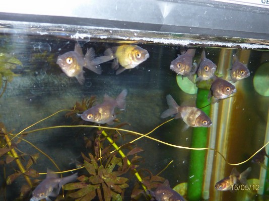 稚魚の体色の変化 孵化後約２ヶ月 ハムオのパキポディウム実生日記