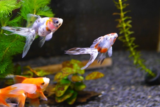 キャリコ 金魚 キャリコ 金魚