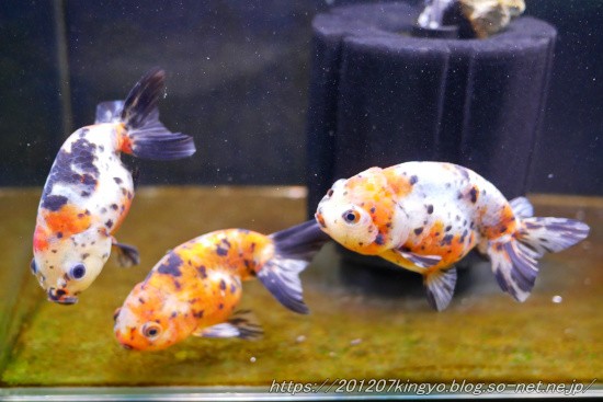 ブログ直った ハムオの金魚 パキポ日記