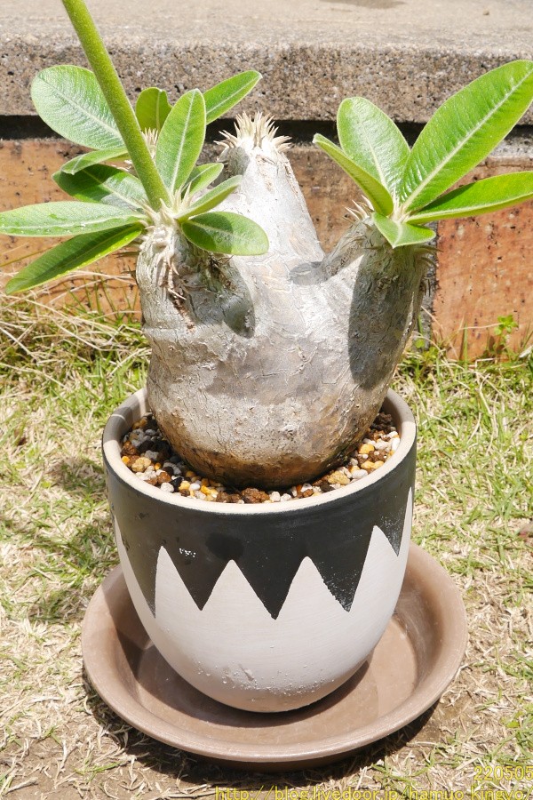 2年待てずに植え替えちゃった...(現地球エブレネウム 2年待てずに植え替えちゃった...(現地球エブレネウム