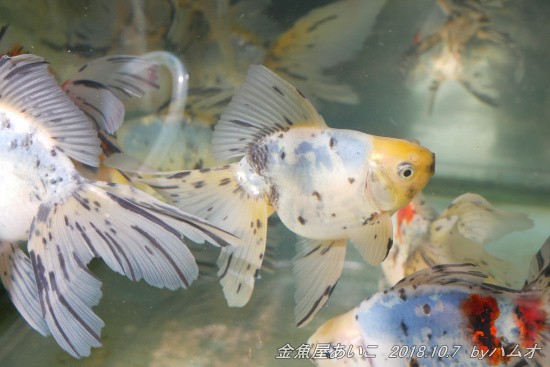 久しぶりの更新と 金魚屋あいこ さん ハムオの金魚 パキポ日記