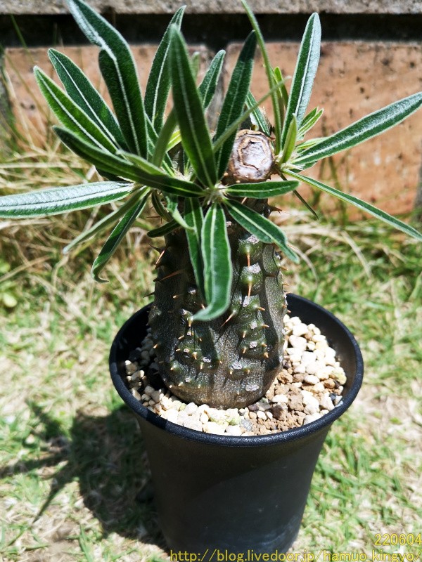 デロニクス プミラ 現地球 発根済み 小型 白肌 検）グラキリス パキ