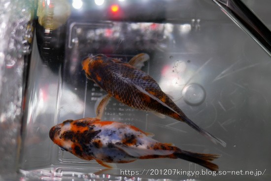 新入り金魚は 志村養魚場産変わり金魚 ハムオの金魚 パキポ日記