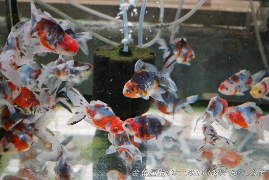 お久しぶりの 金魚屋あいこ さん 18 12 22 ハムオのパキポディウム実生日記