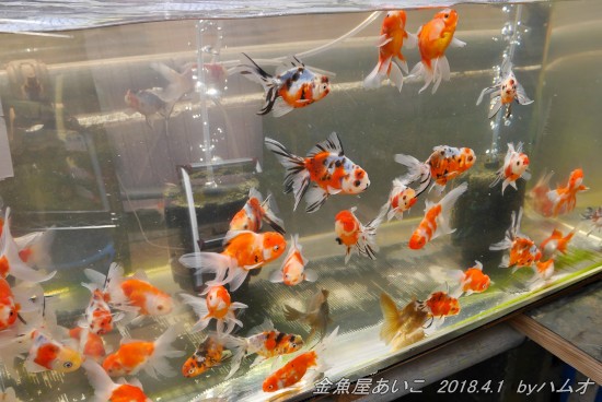 4 1 金魚屋あいこ さん ハムオの金魚 パキポ日記 4 1 金魚屋あいこ さん ハムオの金魚 パキポ日記