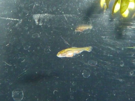 孵化後約２週間の稚魚の様子 ハムオのパキポディウム実生日記