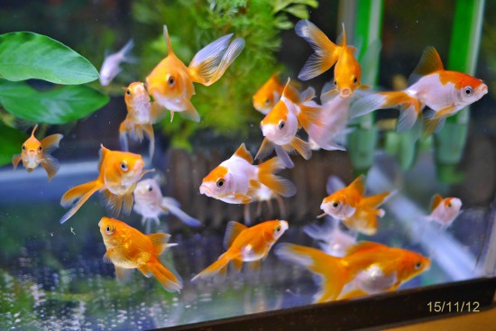 自家産当歳魚の様子 : ハムオのパキポディウム実生日記