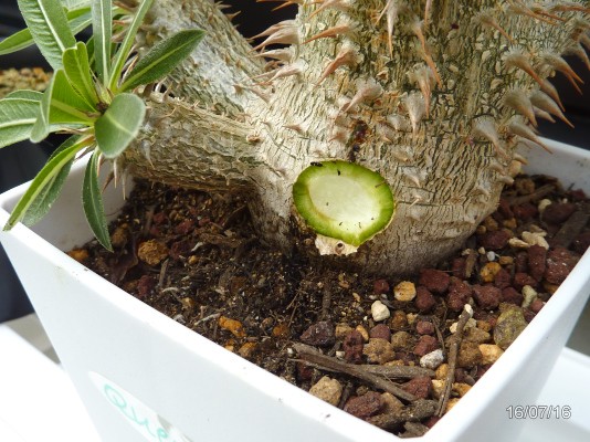 美株❗️植え替え可 パキポディウム ロスラーツム 実生 (検索