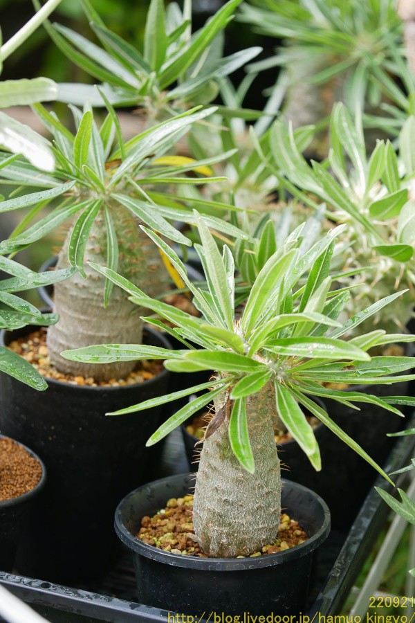 種子から育てた実生グラキリス5年生、現地球に近づく : ハムオの