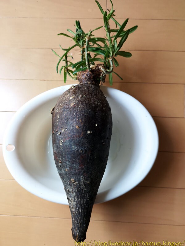 パキポディウム サキュレンタム グリクエンセ　大株美株　高さ53cm 抜き苗 パキポディウム・サキュレンタム（大株）を購入！ : ハムオの