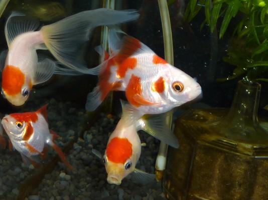 金魚の餌と転覆病 ハムオのパキポディウム実生日記