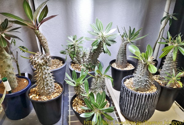 赤肌ワイルド株】パキポディウム カクチペス