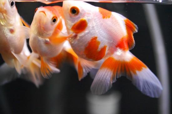塩対応 ハムオの金魚 パキポ日記