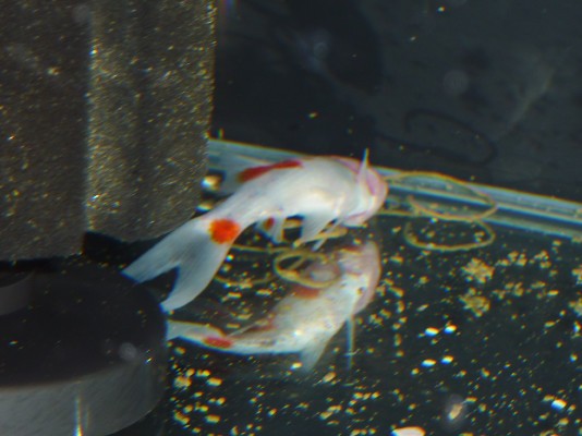 いきなりやらかす 朱文金突然死 ハムオの金魚 パキポ日記
