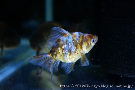 新入り金魚さん合流 ハムオのパキポディウム実生日記