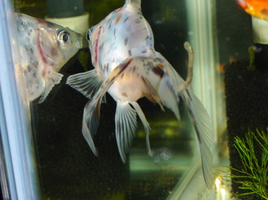 もぐもぐバスケットで 食後の浮き をほぼ克服 ハムオの金魚 パキポ日記 もぐもぐバスケットで 食後の浮き をほぼ克服 ハムオの金魚 パキポ日記