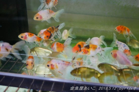 5 31 金魚屋あいこ さん 自家産金魚特集 京錦他 ハムオの金魚 パキポ日記