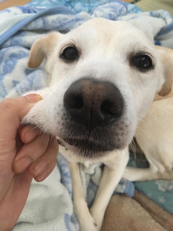 みんなの犬見せて ハムスター速報