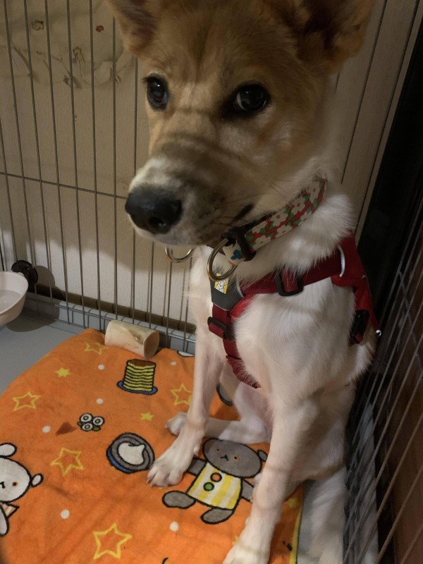 ワイ 保護犬を迎え入れる ハムスター速報