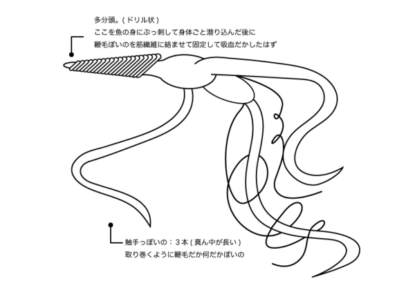 生きた化石 脚のないタコ 巨大ダンゴムシ 深海生物のグロさは異常 ハムスター速報 電波ぬんぬん