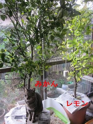 サンルーム : ちくちく&素敵な暮らし・ナチュラル別館