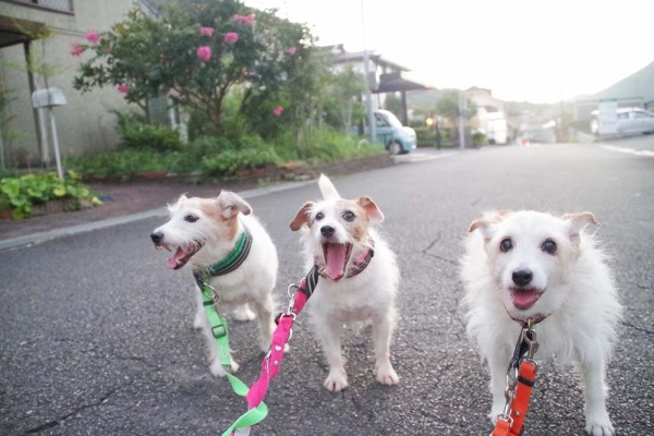 陽が落ちる頃の犬流 華 あず レン